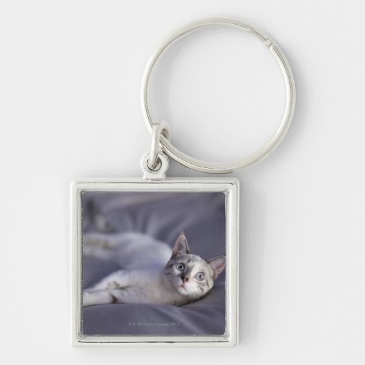 VS, Iowa, portret van jonge kitten 2 Sleutelhanger (Voorkant)