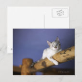 VS, Iowa, portret van jonge kitten Briefkaart (Voorkant / Achterkant)