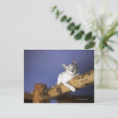 VS, Iowa, portret van jonge kitten Briefkaart (Staand voorkant)