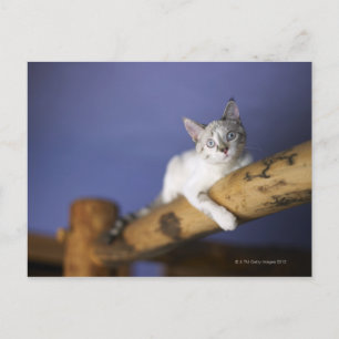 VS, Iowa, portret van jonge kitten Briefkaart