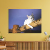 VS, Iowa, portret van jonge kitten Canvas Afdruk (Insitu (Woonkamer))