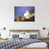 VS, Iowa, portret van jonge kitten Canvas Afdruk (Insitu (Slaapkamer))
