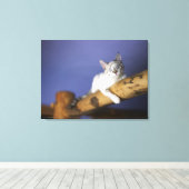 VS, Iowa, portret van jonge kitten Canvas Afdruk (Insitu (Houten vloer))