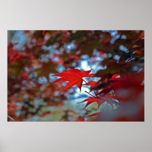 VS, Kansas. Herfstkleuren Poster