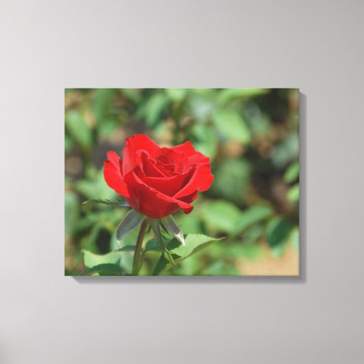 VS, Kansas, Red Rose Canvas Afdruk (Voorkant)