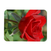 VS, Kansas, Red Rose Magneet (Horizontaal)