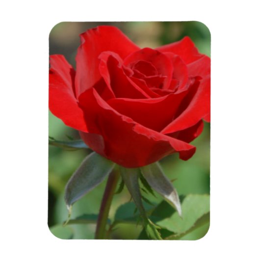 VS, Kansas, Red Rose Magneet (Verticaal)