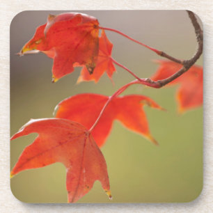 VS, Kansas, Rode Bladeren In Vroege Herfst Bier Onderzetter