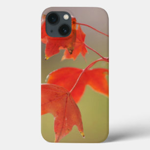VS, Kansas, Rode Bladeren In Vroege Herfst Case-Mate iPhone Case