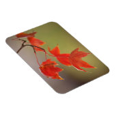 VS, Kansas, Rode Bladeren In Vroege Herfst Magneet (Rechterzijde)