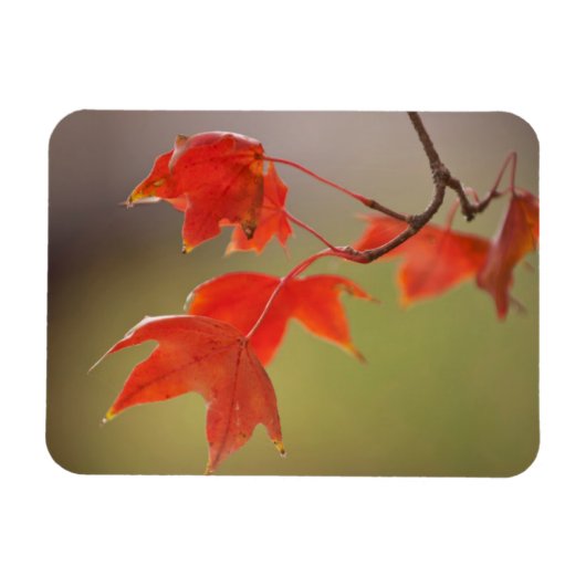 VS, Kansas, Rode Bladeren In Vroege Herfst Magneet (Horizontaal)