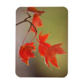 VS, Kansas, Rode Bladeren In Vroege Herfst Magneet (Verticaal)