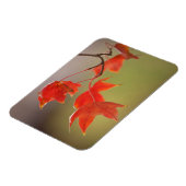 VS, Kansas, Rode Bladeren In Vroege Herfst Magneet (Linkerzijde)