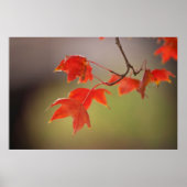 VS, Kansas, rode bladeren in vroege Herfst Poster (Voorkant)