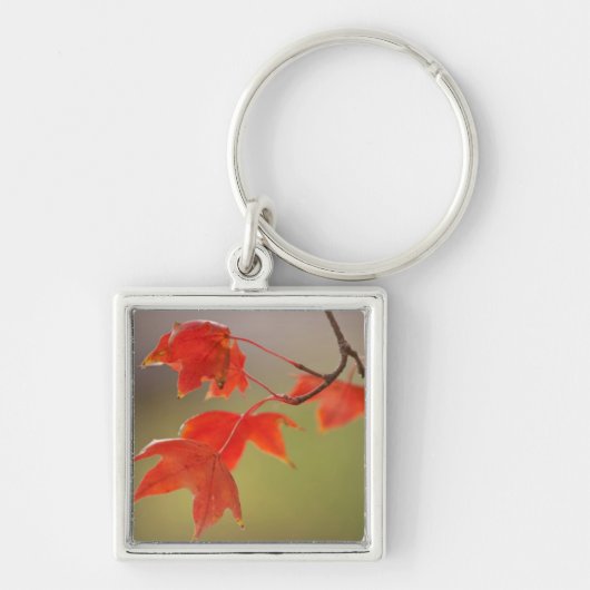 VS, Kansas, rode bladeren in vroege Herfst Sleutelhanger (Voorkant)