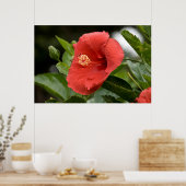 VS, Kansas, Rode Hibiscus Poster (Keuken)