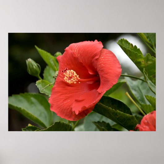VS, Kansas, Rode Hibiscus Poster (Voorkant)