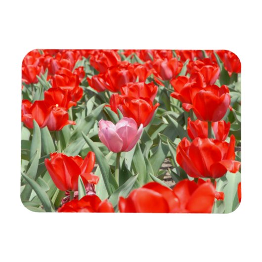 VS, Kansas, Rode Tulpen Met Eén Roze Tulp Magneet (Horizontaal)