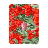 VS, Kansas, Rode Tulpen Met Eén Roze Tulp Magneet (Verticaal)