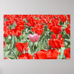 VS, Kansas, Rode Tulpen Met Eén Roze Tulp Poster