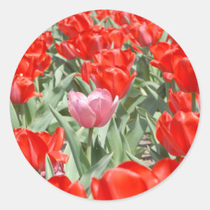 VS, Kansas, Rode Tulpen Met Eén Roze Tulp Ronde Sticker