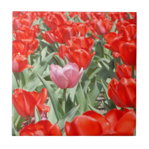 VS, Kansas, Rode Tulpen Met Eén Roze Tulp Tegeltje