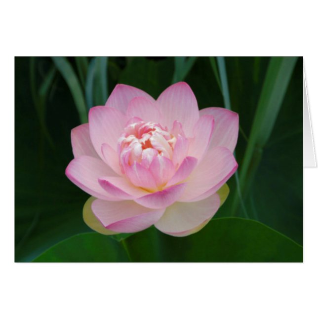 VS, Kansas, Roze Waterlelie (Voorkant Horizontaal)