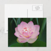 VS, Kansas, Roze Waterlelie Briefkaart (Voorkant / Achterkant)