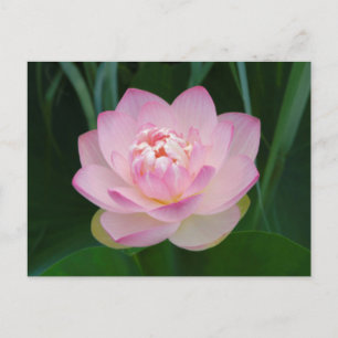 VS, Kansas, Roze Waterlelie Briefkaart