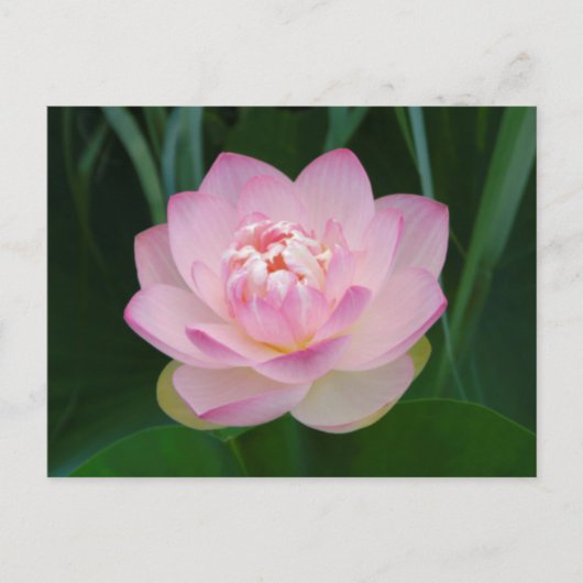 VS, Kansas, Roze Waterlelie Briefkaart (Voorkant)