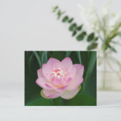 VS, Kansas, Roze Waterlelie Briefkaart (Staand voorkant)