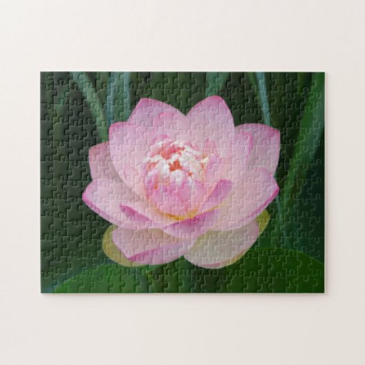 VS, Kansas, Roze Waterlelie Legpuzzel (Horizontaal)