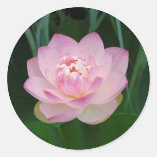 VS, Kansas, Roze Waterlelie Ronde Sticker