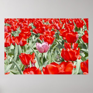 VS, Kansas. Veld met tulpen Poster