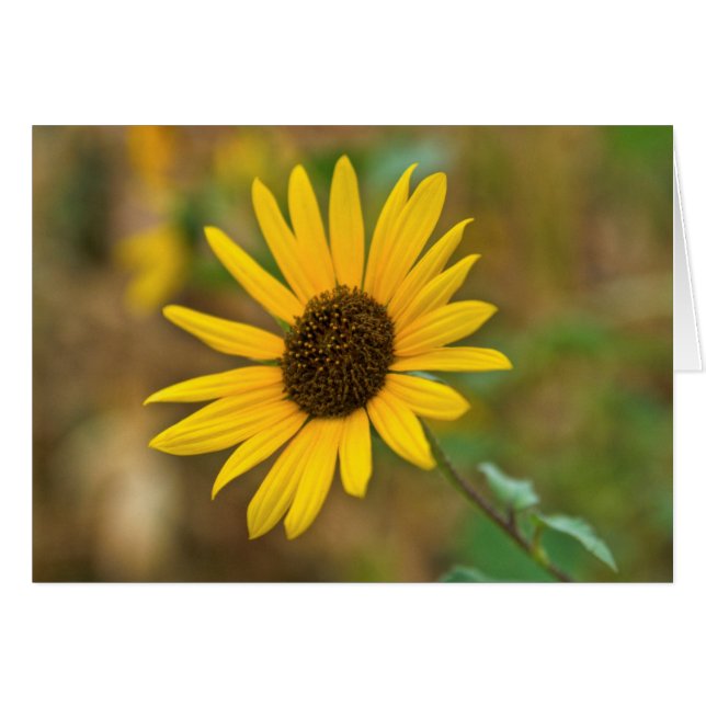 VS, Kansas. Wilde Zonnebloem (Voorkant Horizontaal)
