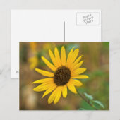 VS, Kansas. Wilde Zonnebloem Briefkaart (Voorkant / Achterkant)