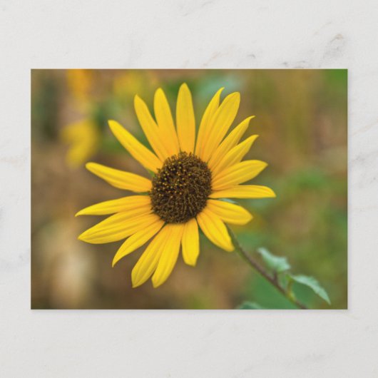 VS, Kansas. Wilde Zonnebloem Briefkaart (Voorkant)