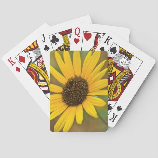VS, Kansas. Wilde Zonnebloem Speelkaarten (Achterkant)