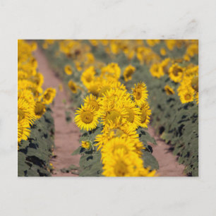 VS, Kansas. Zonnebloemen (Helianthus Annuus) Briefkaart