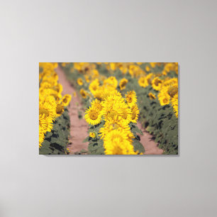 VS, Kansas. Zonnebloemen (Helianthus Annuus) Canvas Afdruk