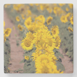 VS, Kansas. Zonnebloemen (Helianthus Annuus) Stenen Onderzetter