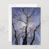 VS, Kentucky, Lexington. Boom met achtergrondverli Briefkaart (Voorkant / Achterkant)