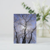 VS, Kentucky, Lexington. Boom met achtergrondverli Briefkaart (Staand voorkant)