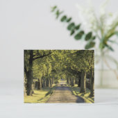 VS, Kentucky, Lexington. met bomen beklede rijbaan Briefkaart (Staand voorkant)