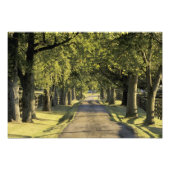 VS, Kentucky, Lexington. met bomen beklede rijbaan Foto Afdruk (Voorkant)