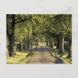 VS, Kentucky, Lexington. Met bomen omzoomde oprit, Briefkaart