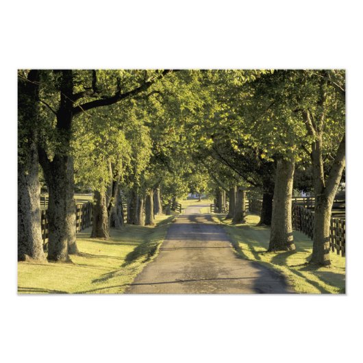VS, Kentucky, Lexington. Met bomen omzoomde oprit, Foto Afdruk (Voorkant)