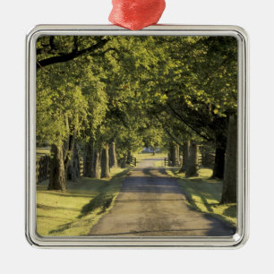 VS, Kentucky, Lexington. Met bomen omzoomde oprit, Metalen Ornament