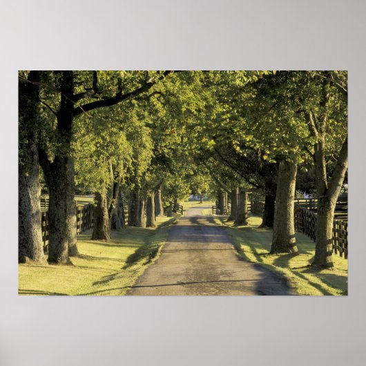 VS, Kentucky, Lexington. Met bomen omzoomde oprit, Poster (Voorkant)