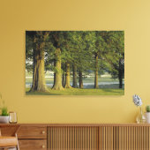 VS, Kentucky, Lexington. Rij bomen en Canvas Afdruk (Insitu (Woonkamer))